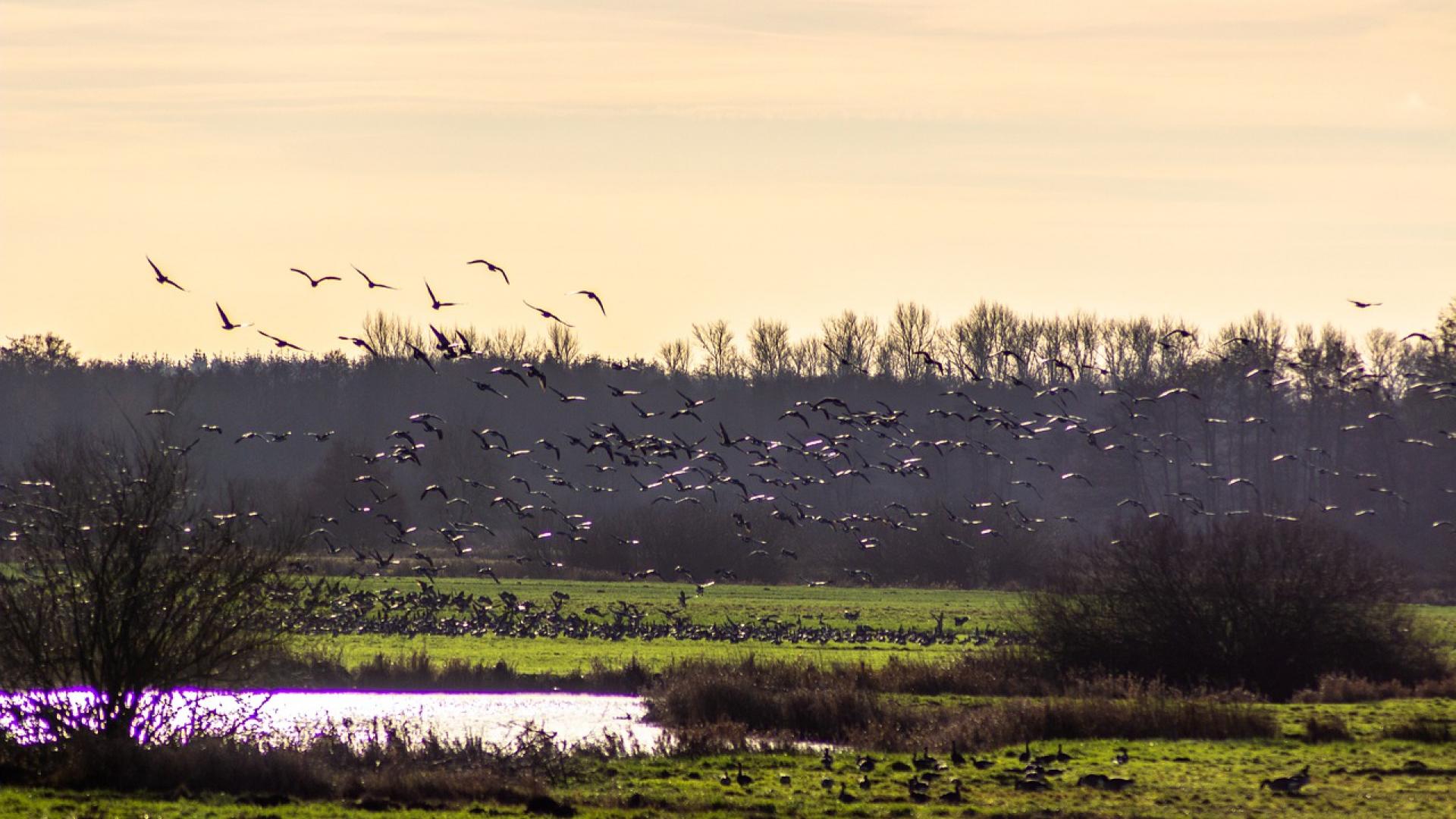 Le lac St-Pierre: un habitat naturel où vivent plusieurs espèces de sauvagine