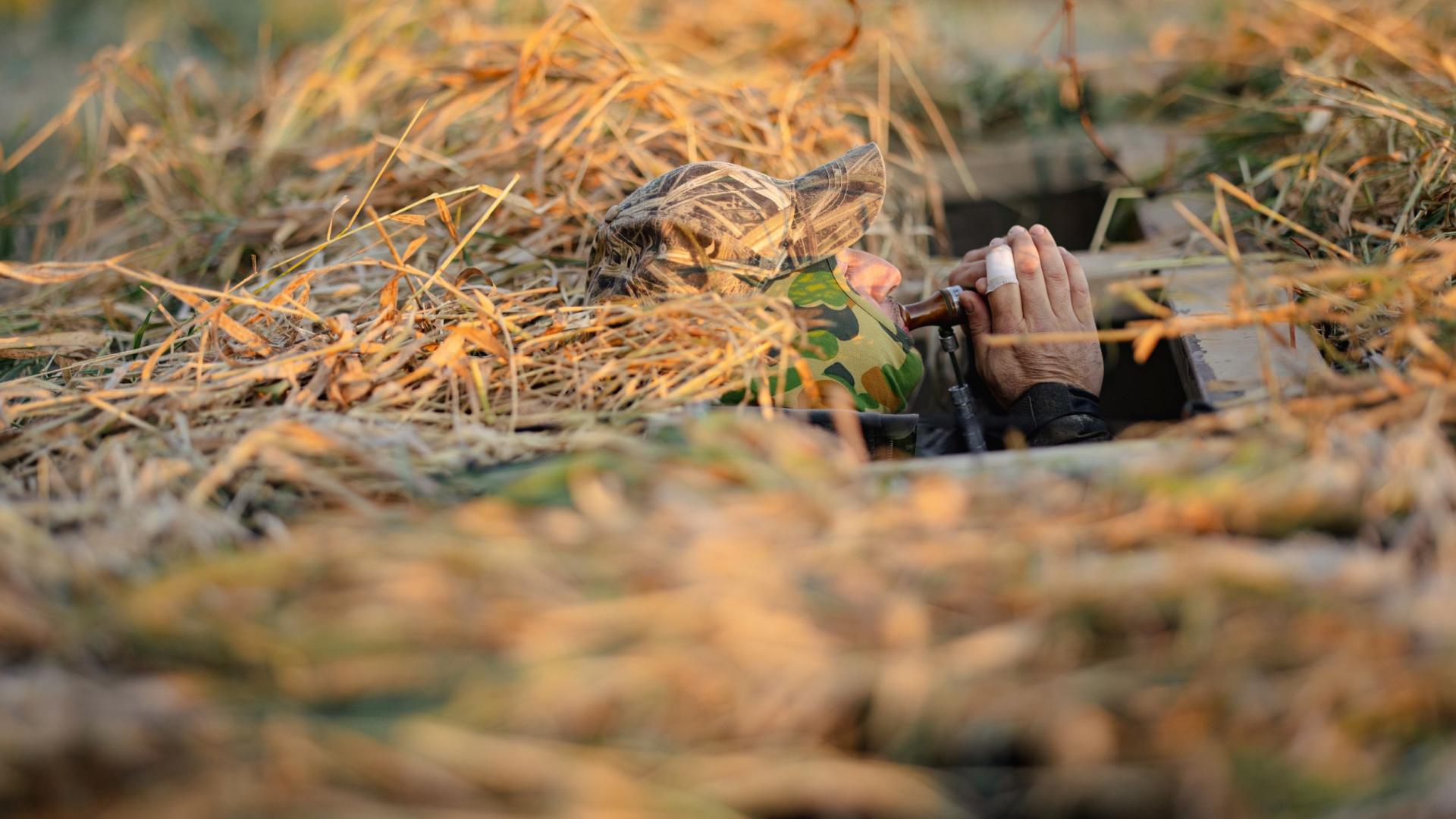 chasse canard marais 3