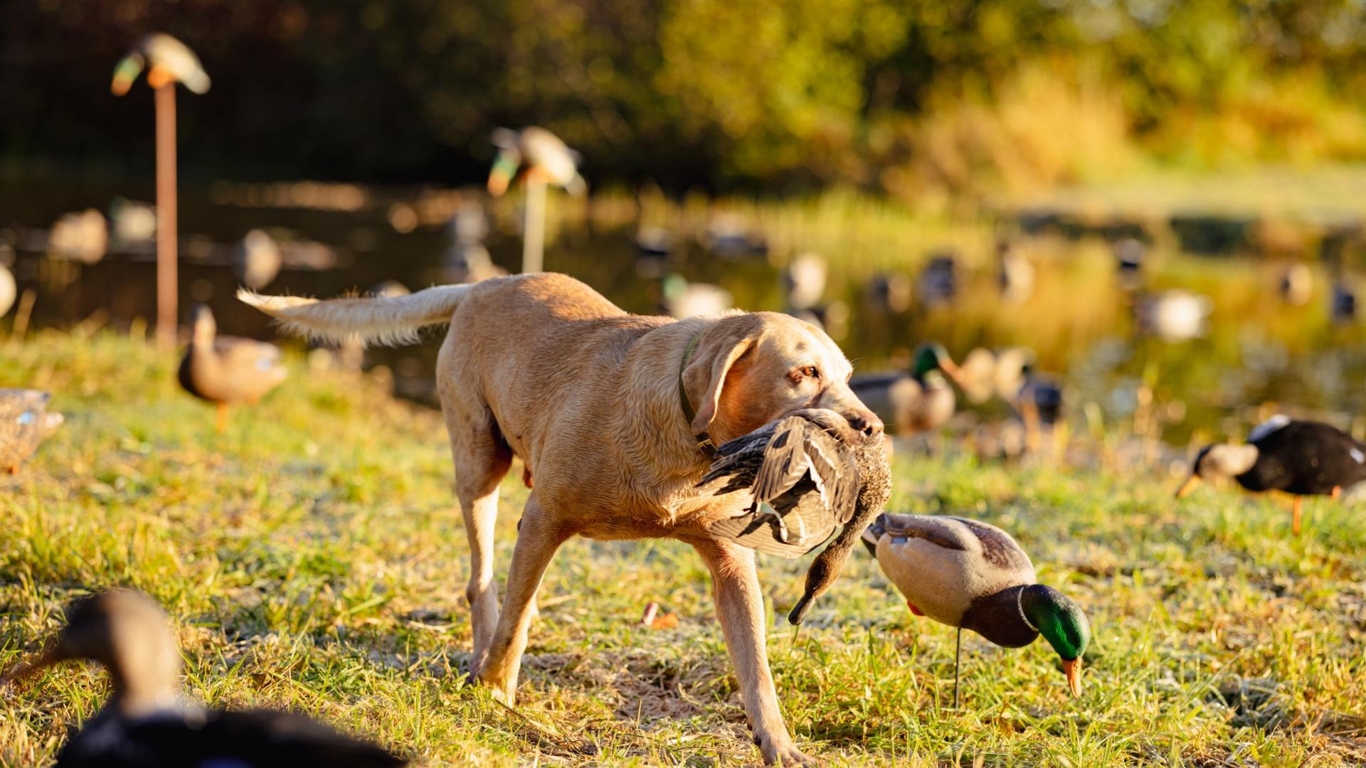 chasse canard marais 